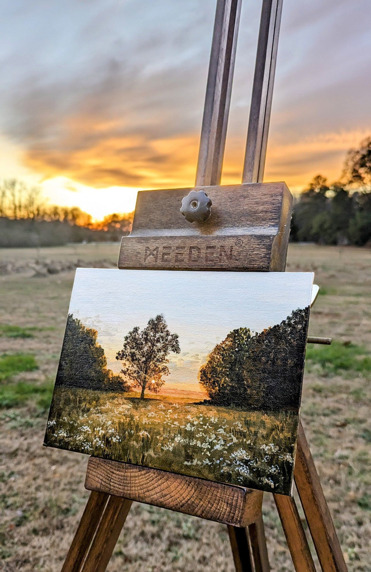 Evening Glow: Fields of Varina